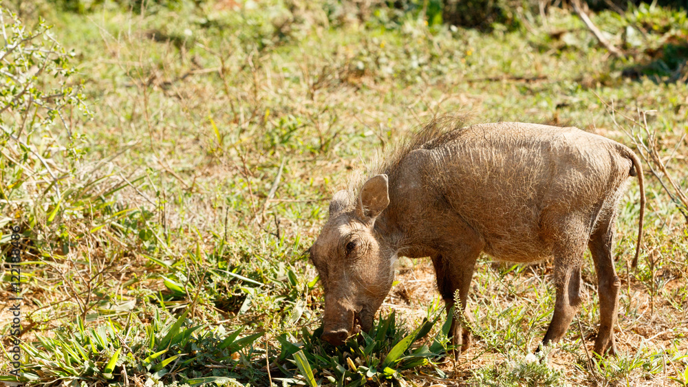 I sea You - Phacochoerus africanus The common warthog I sea You - Phacochoerus africanus The common warthog