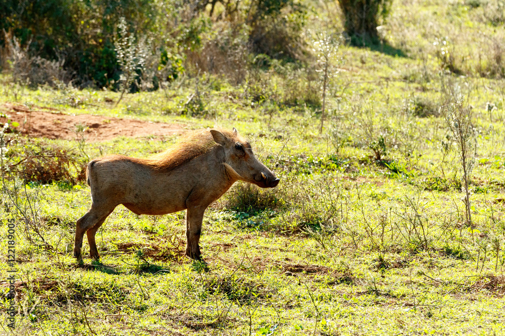 Fototapeta premium Thinking - Phacochoerus africanus The common warthog