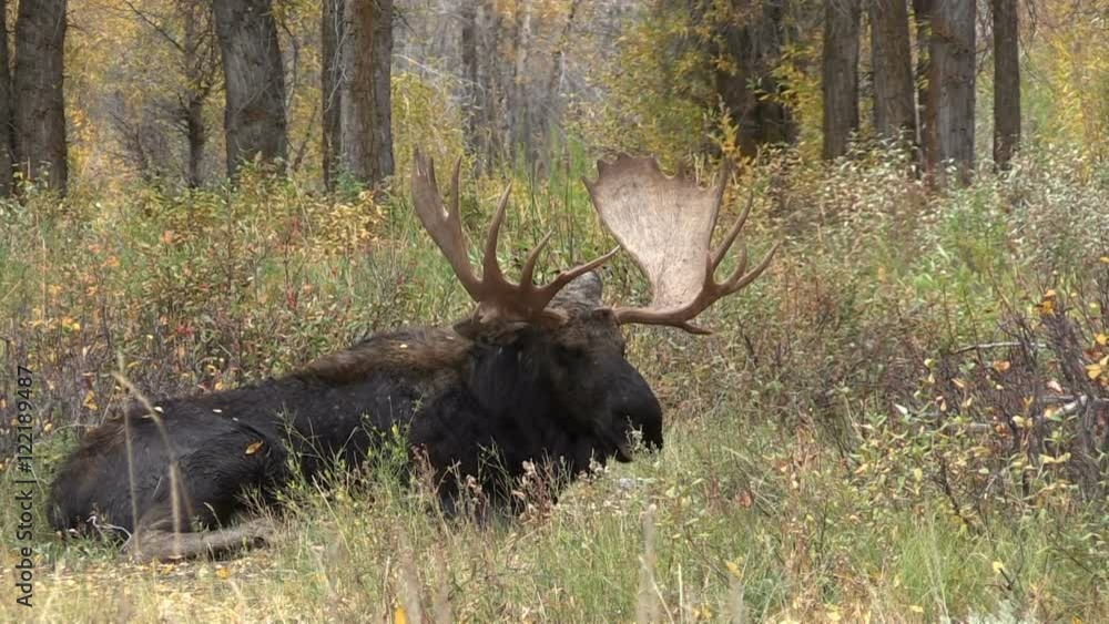 Bull Moose Bedded in the Rut