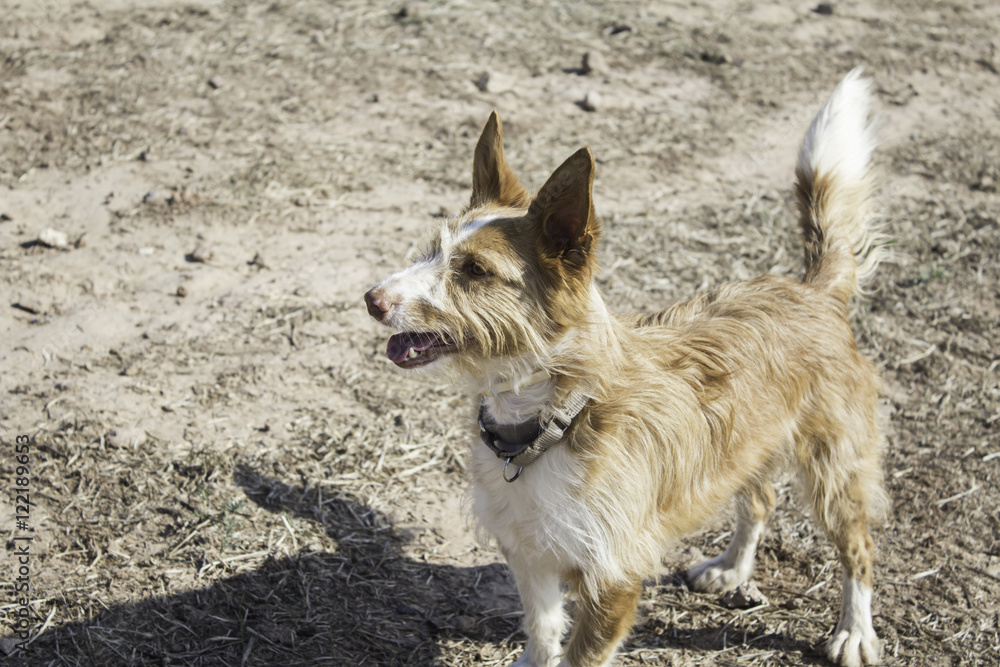 Naklejka premium Attentive dog field