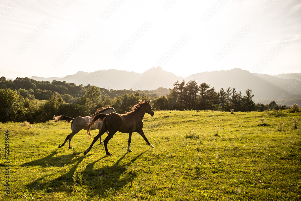 Naklejka premium 北海道の馬