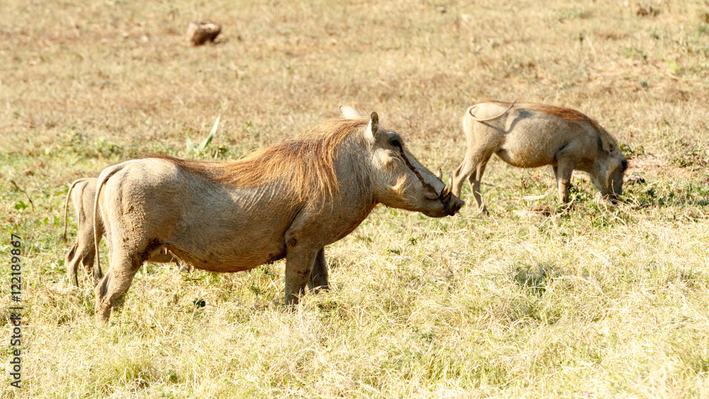 Chill - Phacochoerus africanus The common warthog Chill - Phacochoerus africanus The common warthog