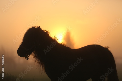 Pony im Sonnenaufgang