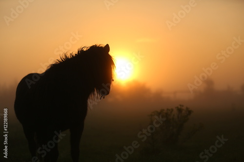 Fototapeta Naklejka Na Ścianę i Meble -  Pony im Sonnenaufgang