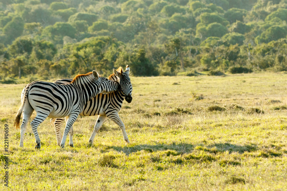 Naklejka premium Love on the Rocks 4 - Burchell's Zebra
