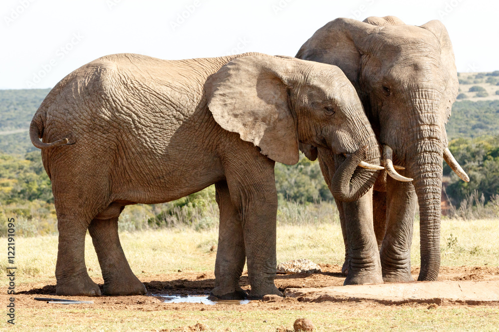 Fototapeta premium i am at peace - African Bush Elephant