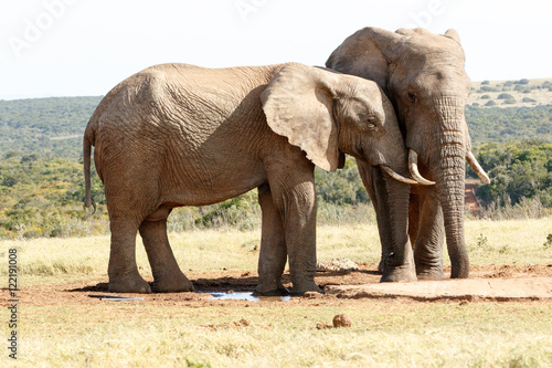 The Love - African Bush Elephant