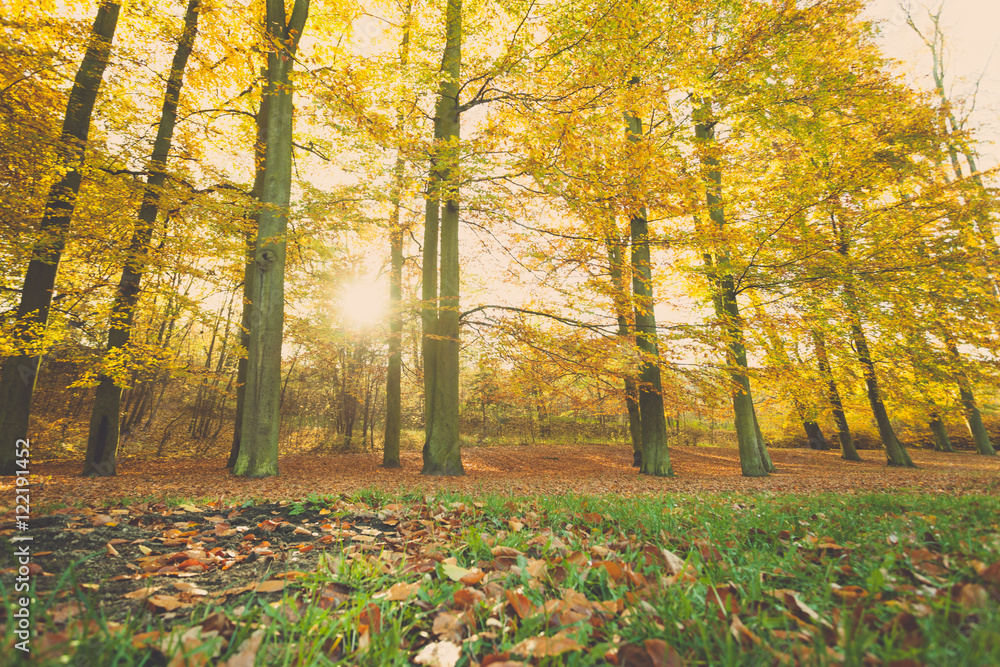 Obraz premium Colorful autumn in park.