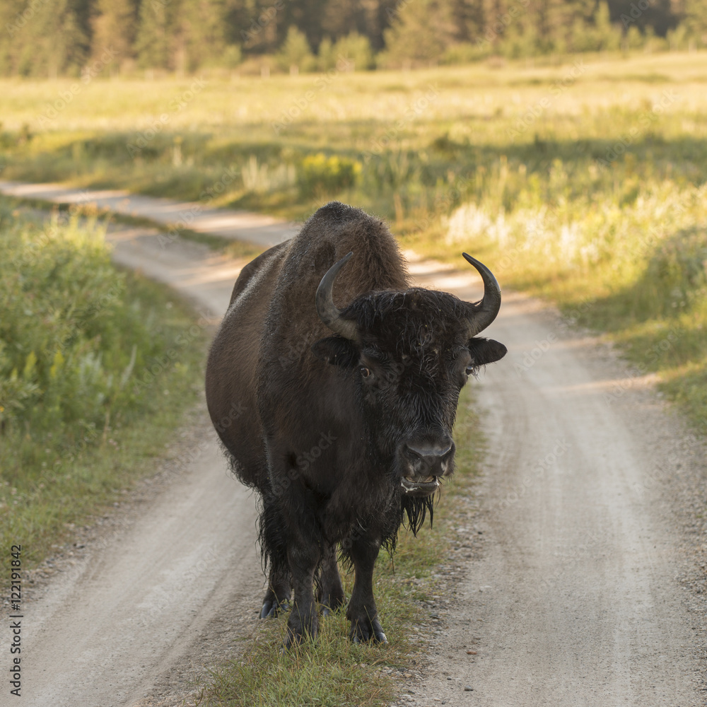 Bison standing on a dirt road, Lake Audy Campground, Riding Moun