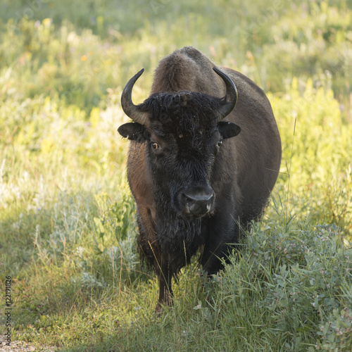 Bison standing in a field, Lake Audy Campground, Riding Mountain © klevit