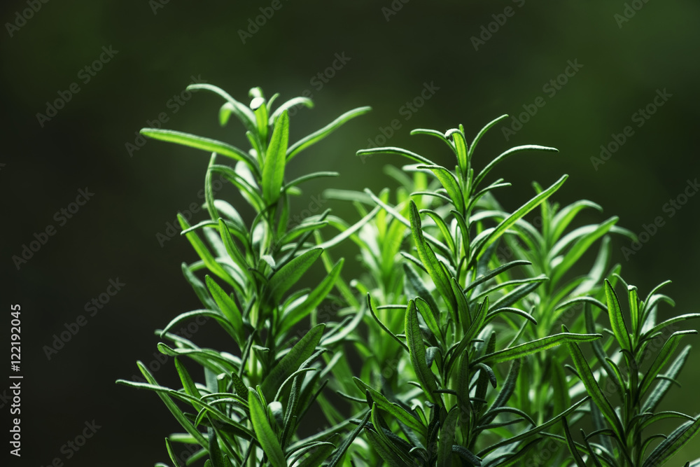 Fresh rosemary, close-up, selective focus Fresh rosemary, close-up, selective focus
