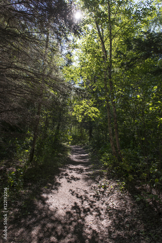 Trees both sides of a dirt road, Riding Mountain National Park,