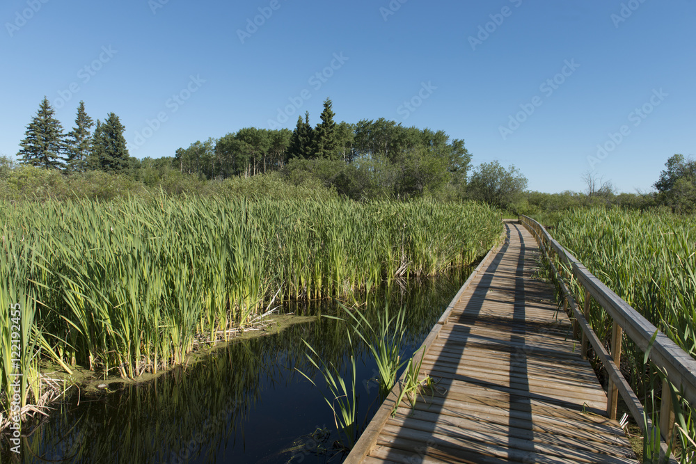 Fototapeta premium Boardwalk in a Marsh, Riding Mountain National Park, Manitoba, C