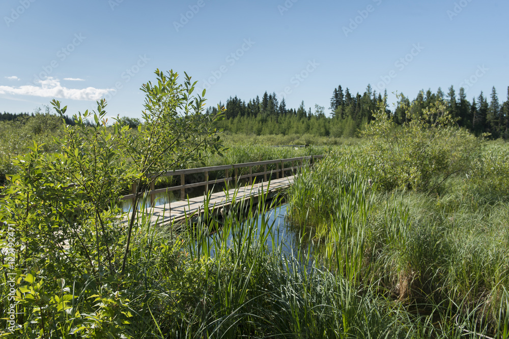 Boardwalk in a Marsh, Riding Mountain National Park, Manitoba, C Boardwalk in a Marsh, Riding Mountain National Park, Manitoba, C