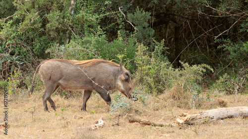 Cut - Phacochoerus africanus The common warthog © Mark de Scande