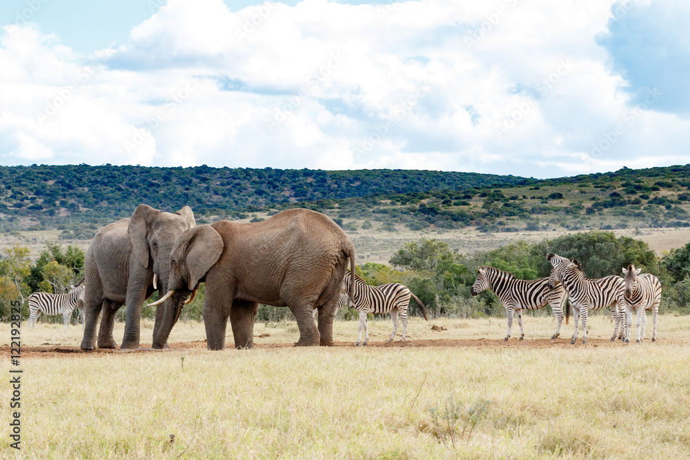 Obraz premium Standing for Water - African Bush Elephant