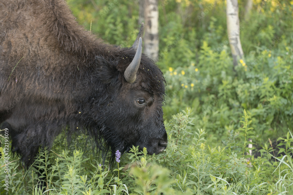 Closeup of a bison, Lake Audy Campground, Riding Mountain Nation Closeup of a bison, Lake Audy Campground, Riding Mountain Nation