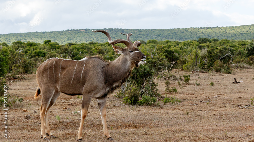 Good Grass - Greater Kudu - Tragelaphus strepsiceros Good Grass - Greater Kudu - Tragelaphus strepsiceros