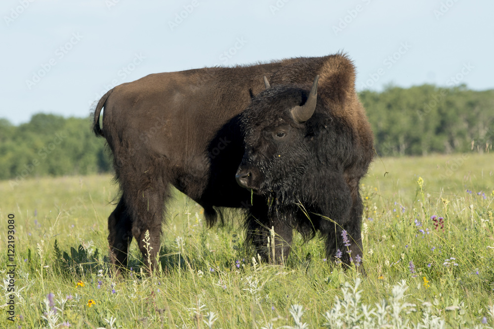 Bison standing in a field, Lake Audy Campground, Riding Mountain Bison standing in a field, Lake Audy Campground, Riding Mountain