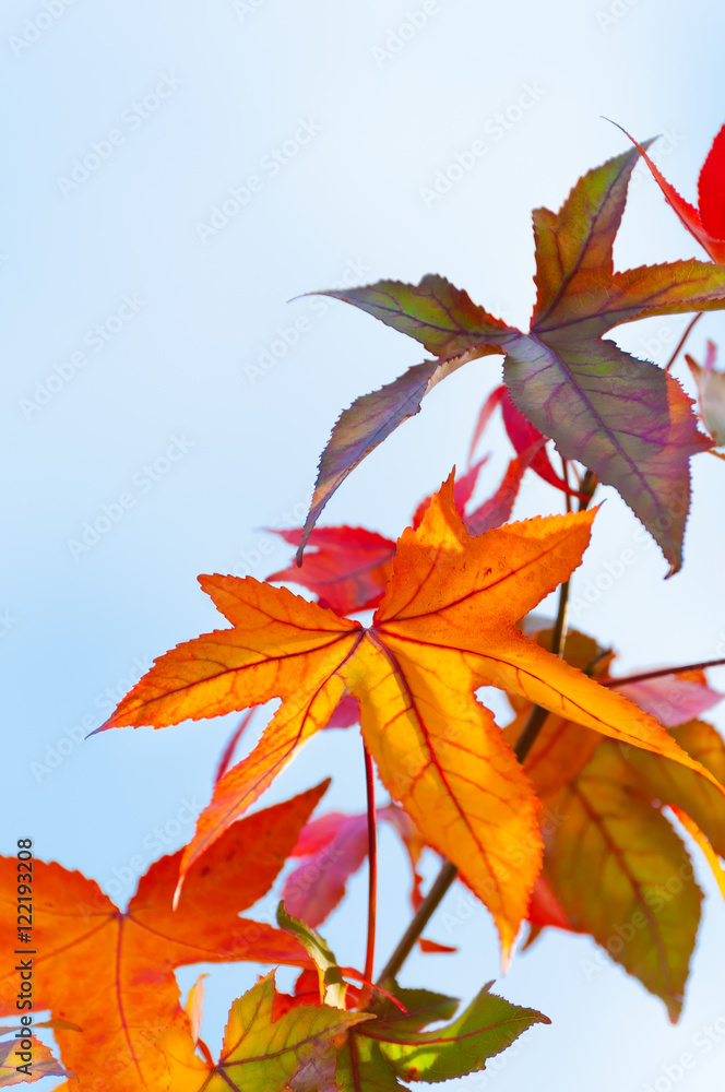 Bunte Blätter des Kanadischen Amberbaums im Herbst, Indian Summer
