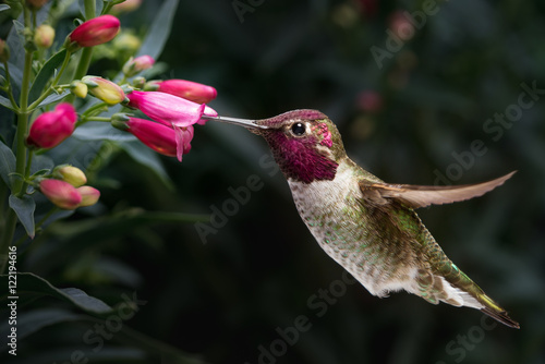 Male Anna's hummingbird visit flowers