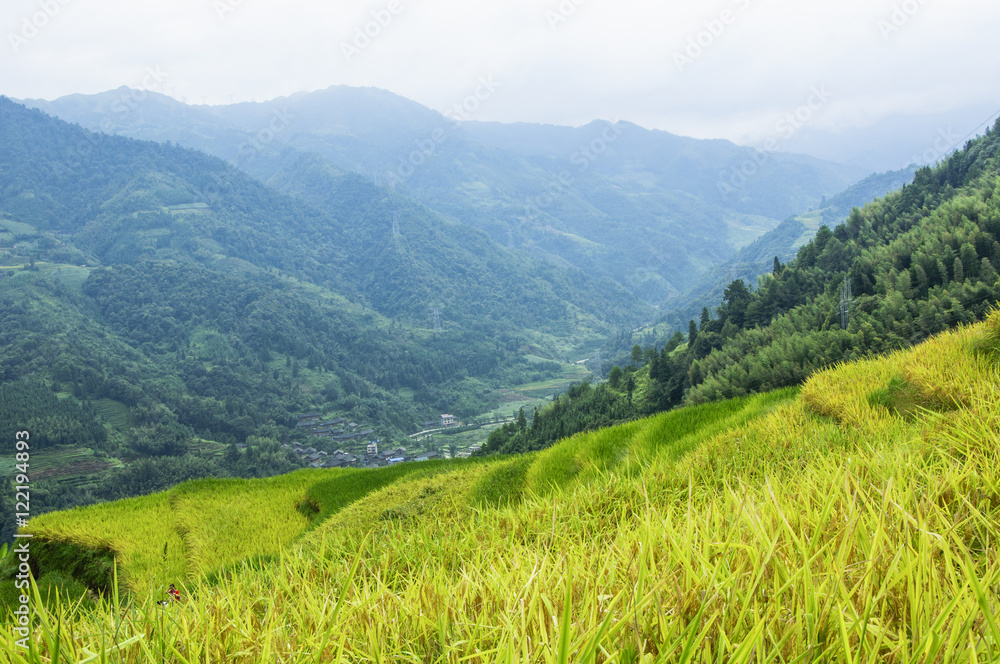 The terraced fields scenery in autumn
The terraced fields scenery in autumn