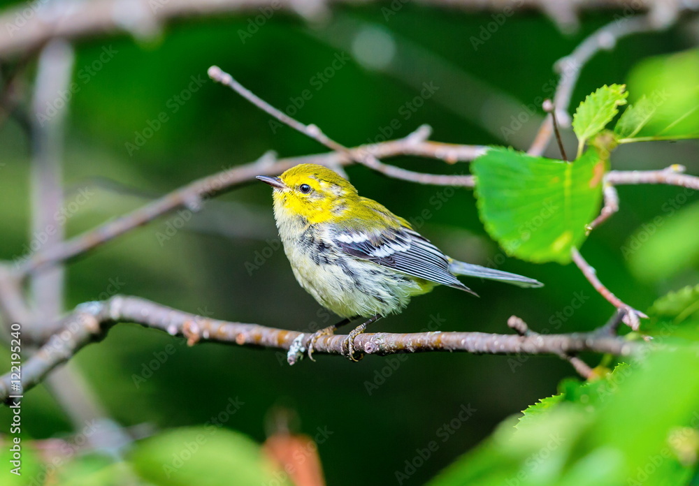 An abundant breeder of the northeastern boreal forests of Canada, the Black-throated Green Warbler is easy to recognize by sight and sound. Its dark black bib and bright yellow face. An abundant breeder of the northeastern boreal forests of Canada, the Black-throated Green Warbler is easy to recognize by sight and sound. Its dark black bib and bright yellow face.