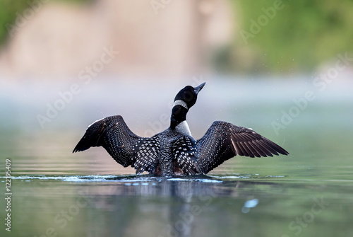 Common Loon female and male. This shot was taken on lac Creux northern Quebec Canada. Here you can see the incredible feather pattern these birds possess.