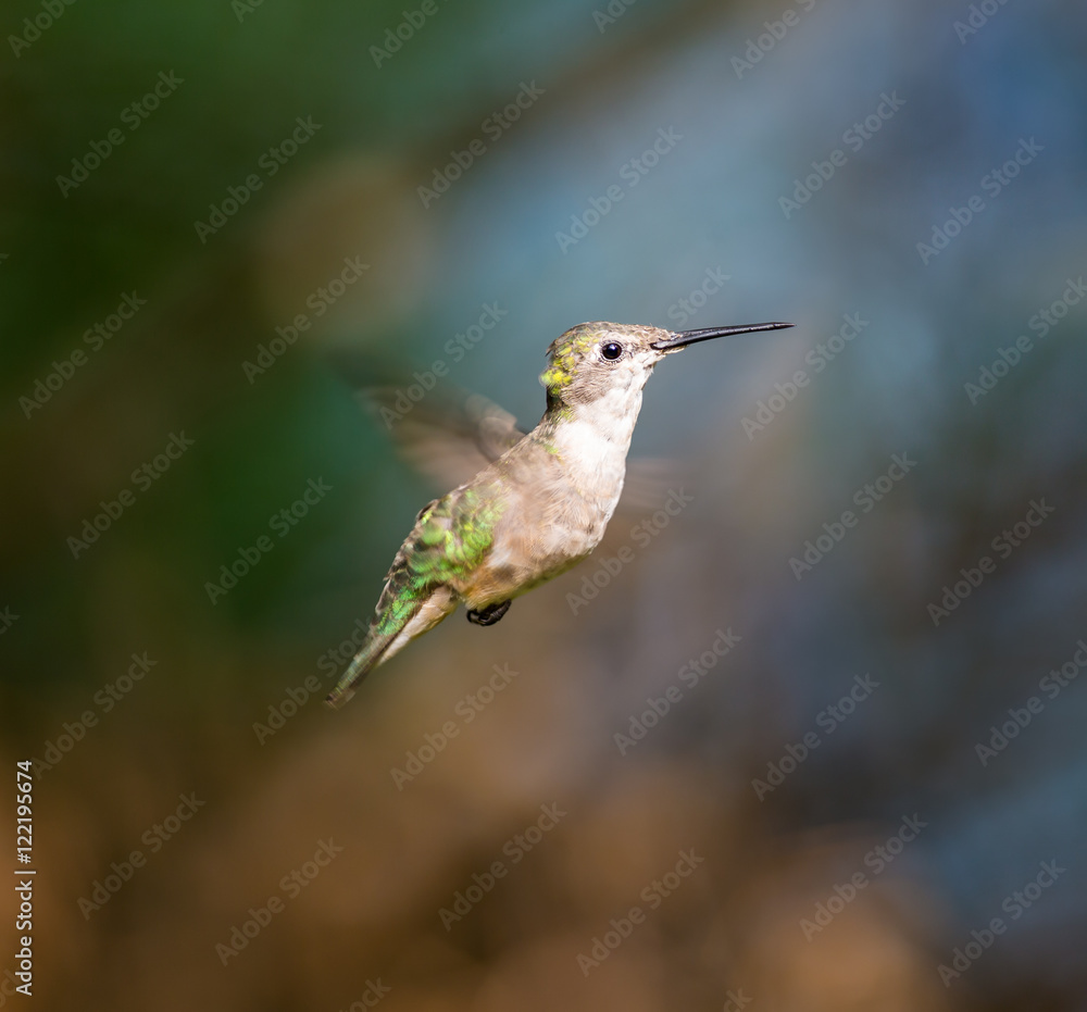 Obraz premium Ruby Throated Humming bird in a boreal forest in Northern Quebec after its long migration north. Very small hummingbirds with a lot of fight to do the long trip from the south.