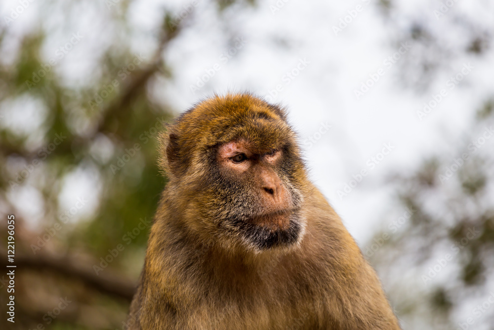 The Barbary macaque population in Gibraltar is the only wild monkey population in the European continent. Some three hundred animals in five troops occupy the area of the Upper Rock of Gibraltar. The Barbary macaque population in Gibraltar is the only wild monkey population in the European continent. Some three hundred animals in five troops occupy the area of the Upper Rock of Gibraltar.