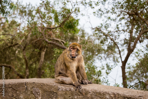 The Barbary macaque population in Gibraltar is the only wild monkey population in the European continent. Some three hundred animals in five troops occupy the area of the Upper Rock of Gibraltar.
