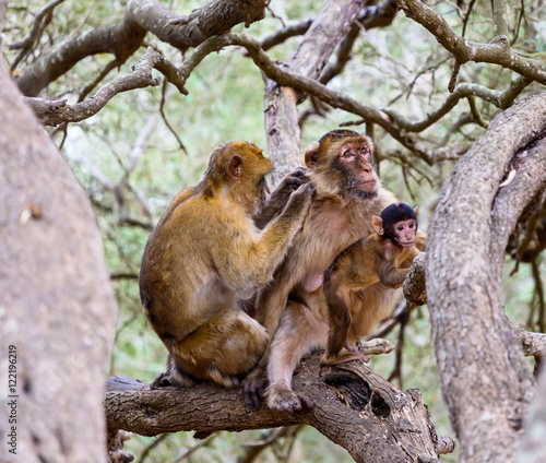 The Barbary macaque population in Gibraltar is the only wild monkey population in the European continent. Some three hundred animals in five troops occupy the area of the Upper Rock of Gibraltar.