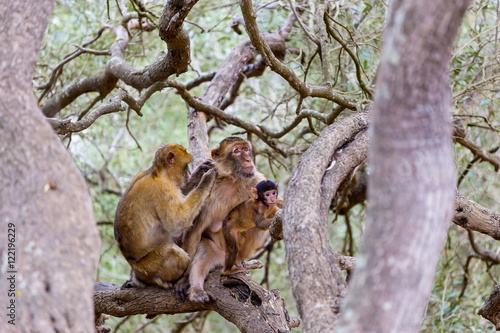The Barbary macaque population in Gibraltar is the only wild monkey population in the European continent. Some three hundred animals in five troops occupy the area of the Upper Rock of Gibraltar.