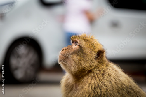 The Barbary macaque population in Gibraltar is the only wild monkey population in the European continent. Some three hundred animals in five troops occupy the area of the Upper Rock of Gibraltar.