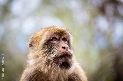 The Barbary macaque population in Gibraltar is the only wild monkey population in the European continent. Some three hundred animals in five troops occupy the area of the Upper Rock of Gibraltar.