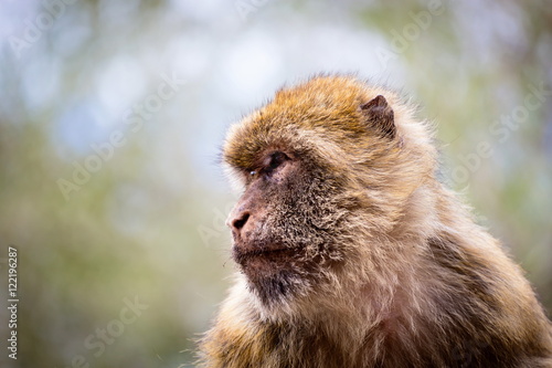 The Barbary macaque population in Gibraltar is the only wild monkey population in the European continent. Some three hundred animals in five troops occupy the area of the Upper Rock of Gibraltar.