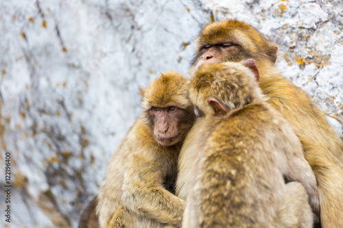 The Barbary macaque population in Gibraltar is the only wild monkey population in the European continent. Some three hundred animals in five troops occupy the area of the Upper Rock of Gibraltar.