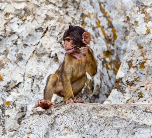 The Barbary macaque population in Gibraltar is the only wild monkey population in the European continent. Some three hundred animals in five troops occupy the area of the Upper Rock of Gibraltar.