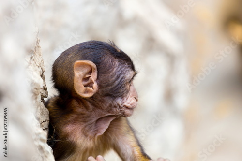 The Barbary macaque population in Gibraltar is the only wild monkey population in the European continent. Some three hundred animals in five troops occupy the area of the Upper Rock of Gibraltar.