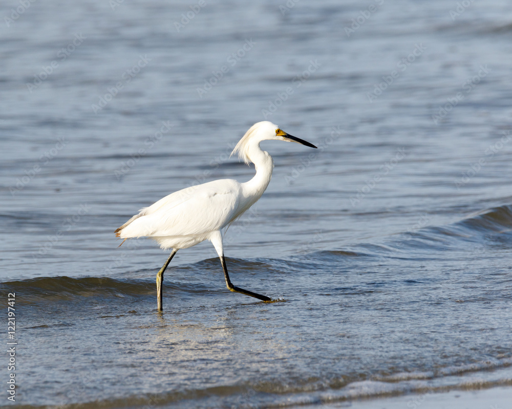 Snowy Egret waling in the shallow ocean water at the beach Snowy Egret waling in the shallow ocean water at the beach