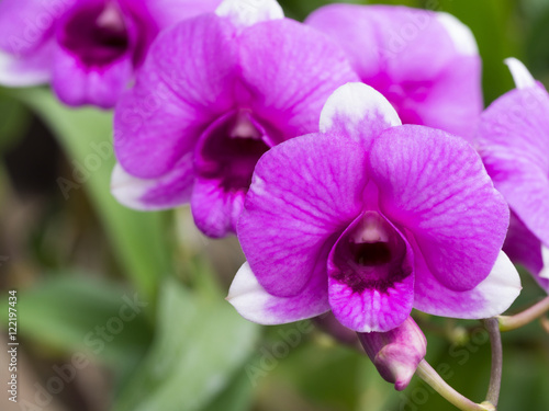 Purple Dendrobium Orchid