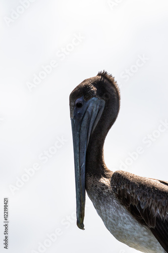 Brown Pelican, J.N. ''Ding'' Darling National Wildlife Refuge, S