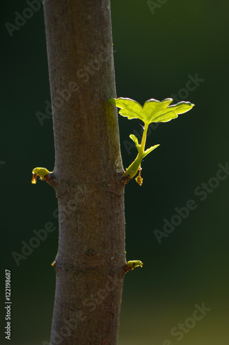 close up branch with young leaves on a tree trunk