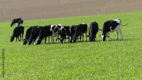 Cows grazing on grass