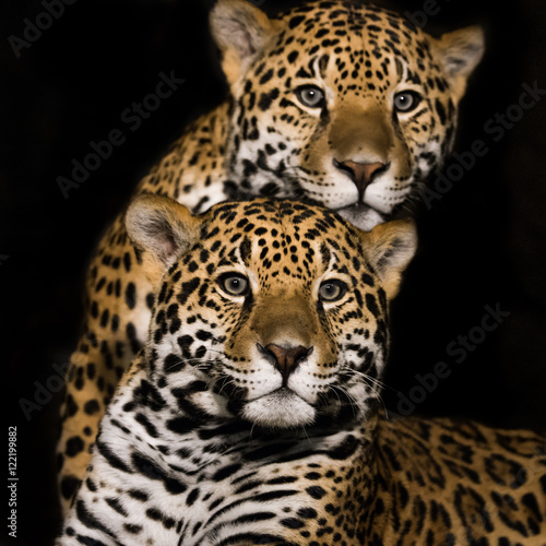 Jaguar Pair II © Abeselom Zerit