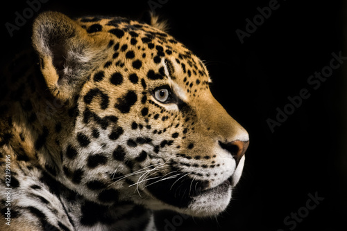 Jaguar III © Abeselom Zerit