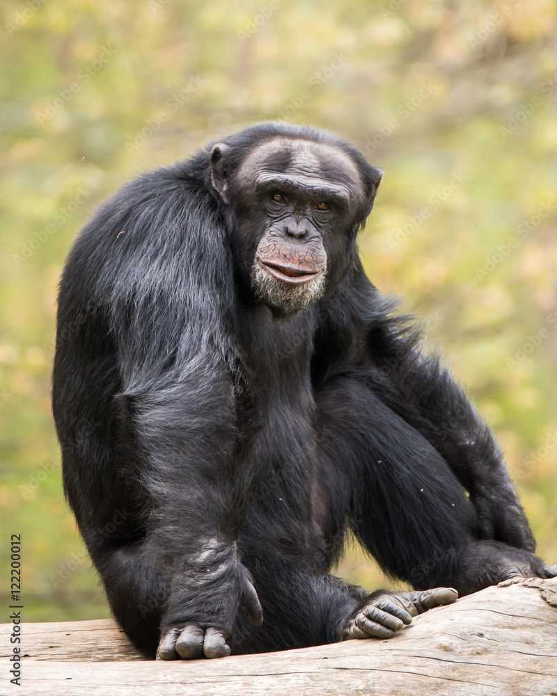 Naklejka premium Chimpanzee IV