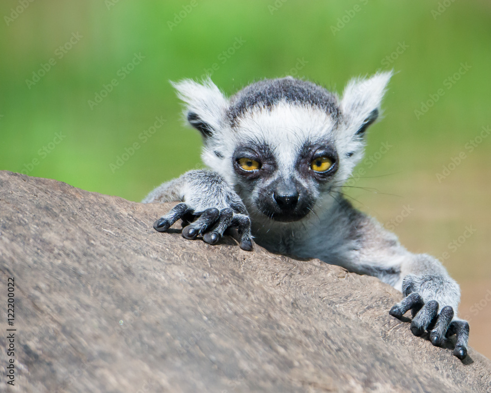 Obraz premium Baby Ring-Tailed Lemur