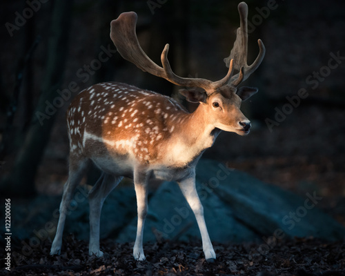 Eurasian Fallow Deer