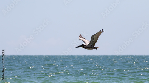 Brown Pelican Flying  J.N.   Ding   Darling National Wildlife Re